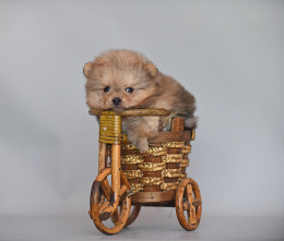 Grisha PomaPoo