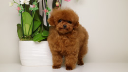 TARIX Tiny Red Toy Poodle