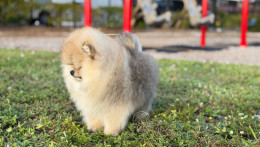 Rey Light Orange Pom