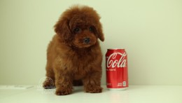 MARCEL – DEEP RED TOY POODLE