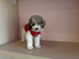 LOKI — WHITE TRICOLOR MERLE MALE