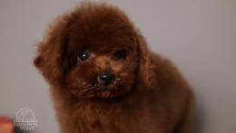 Richie Cherry red Toy Puppy