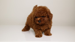 CHRISTIAN DIOR MAHOGANY RED MALE