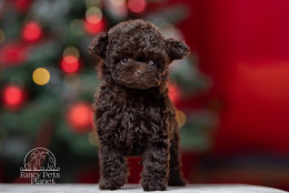 Bella Teacup Chocolate 