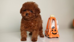 Happily Homed-JULIET 