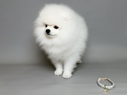 NIGEL snow white Pom