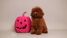 Kelly Cherry red chinese toy