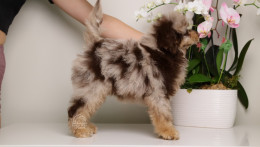 LUCILE — CHOCOLATE MERLE