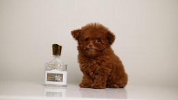 TEO ULTRA TINY TEACUP