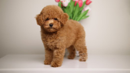 Simba Toy-Mini Apricot AKC Poodle