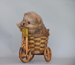 Grisha PomaPoo