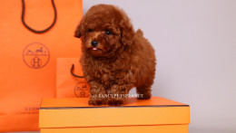HERMES 