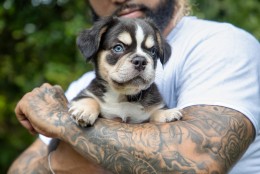 SANJI TRICOLOR COCO & TAN AKC 