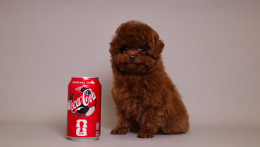 TORRENCE  MAHOGANY RED TOY POODLE