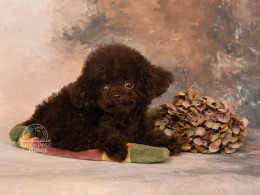 BENTLEY Chocolate TEACUP