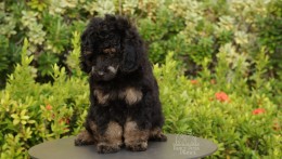 CARLOS BLACK PHANTOM TOY–MINI