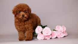 MILANA
