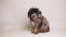 Ollie Black Brown Merle 