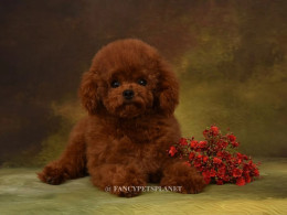 DUCHESS 