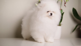 ASTON – SNOW WHITE TEDDY BEAR