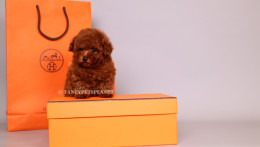 HERMES 