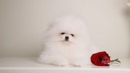 ASTON – SNOW WHITE TEDDY BEAR