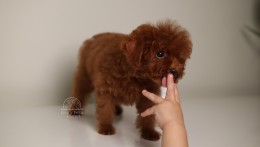 Happily Homed- Giselle 