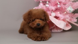 Mila- Teddy Bear red Poodle
