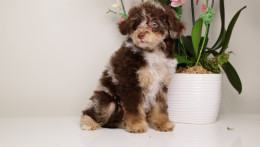 LUELLA DARK CHOCOLATE MERLE