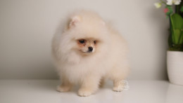 REINA – TINY Teacup  Pomeranian