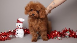 ROMEO  DEEP CHERRY RED TEACUP TOY POODLE