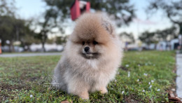 Rey Light Orange Pom