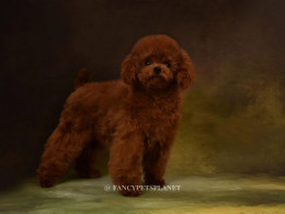 DUCHESS 