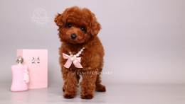 ELODIE 