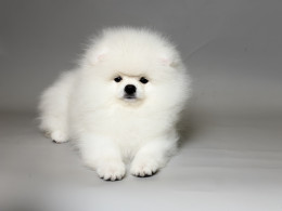 NIGEL snow white Pom