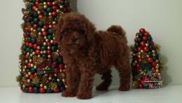 Luna Cherry Red teacup