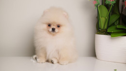 REINA – TINY Teacup  Pomeranian