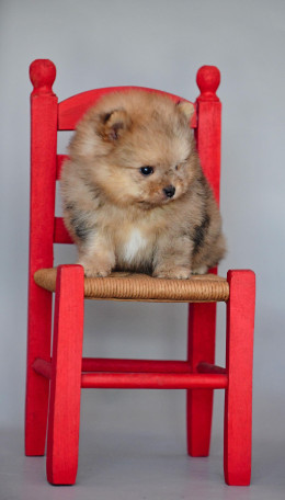 Grisha PomaPoo