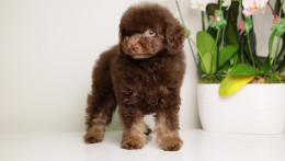 LUCAS — CHOCOLATE PHANTOM MALE WITH BLUE SEGMENT EYES