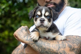 SANJI TRICOLOR COCO & TAN AKC 