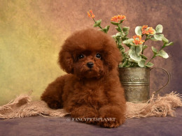 Darling