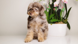 LUCILE — CHOCOLATE MERLE