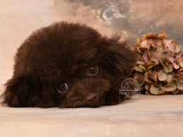 BENTLEY Chocolate TEACUP