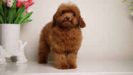 CHARMING LOU MAHOGANY RED TOY