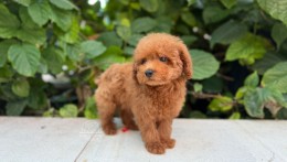 Mila- Teddy Bear red Poodle