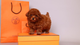 HERMES 