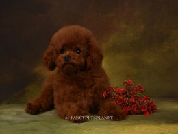 DUCHESS 