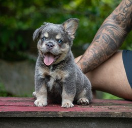 LUFFY  LILAC & TAN FLUFFY