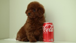 MARCEL – DEEP RED TOY POODLE