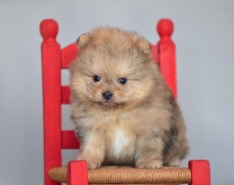Grisha PomaPoo